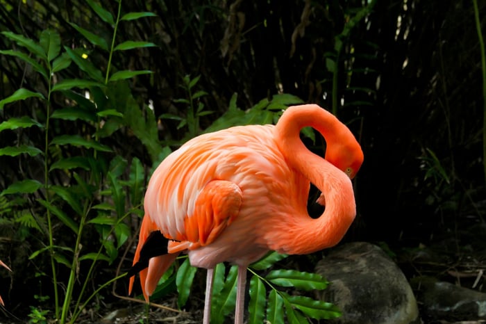 Camera shy Flamingo