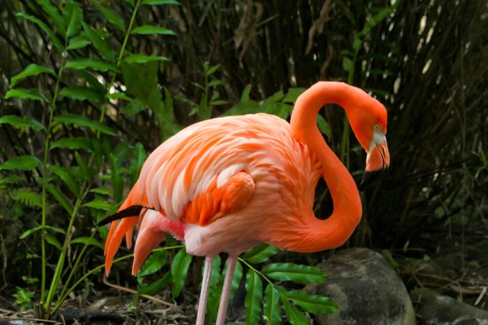 The flamingos at Dreams Punta Cana Resort & Spa love posing for pictures!