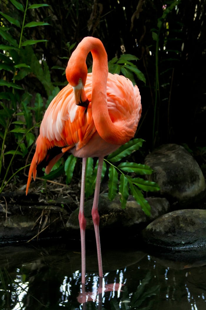 Flamingos in the pond