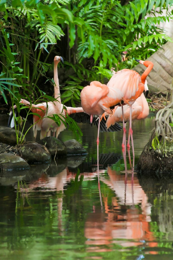 Spot our four flamingos during your stay at Dreams Punta Cana Resort & Spa!